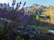 PIZZO VESCOVO e MONTE BRATE da Foppolo l'8 giugno 2013 